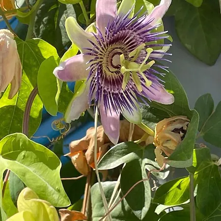 Il Cortiletto Daire Taranto